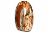 Freestanding, Polished Petrified Wood - Madagascar #384380-2